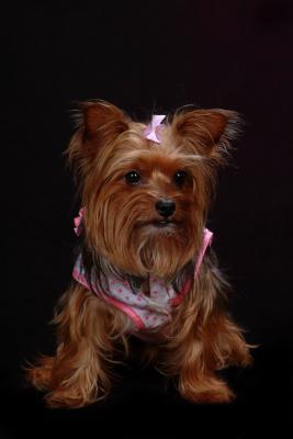 cutetexangirl, Dallas, , United States