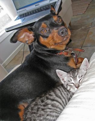 Van, Redondo Beach, , United States